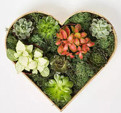 2 Fittonia & 6 Echeveria Plants In Heart Shape Wooden Base