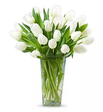 20 White Tulips
