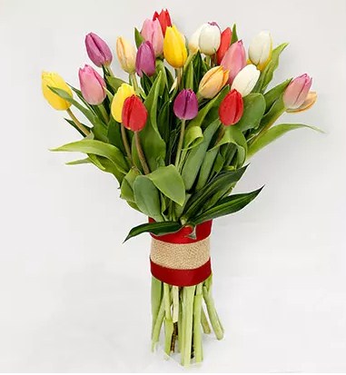 25 Vibrant Tulips Bunch