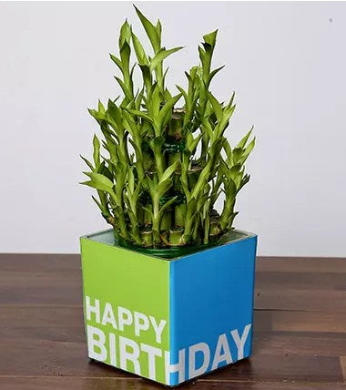 3 Layer Bamboo Plant For Birthday