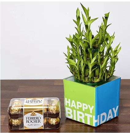 3 Layer Bamboo Plant and Chocolates For Birthday