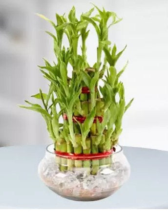 3 Layer Lucky Bamboo Plant