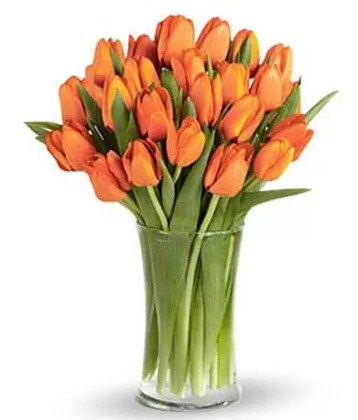 30 Orange Tulip Collection