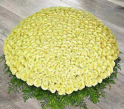 500 White Roses Arrangement