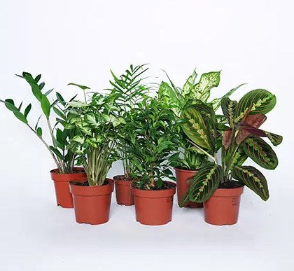 Airpurifying and Indoor Greens Combo