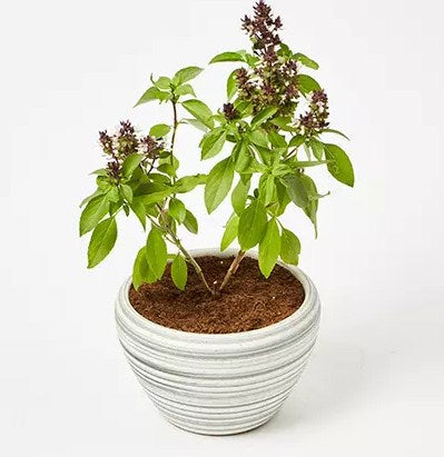 Basil Plant In Beautiful White Designer Pot