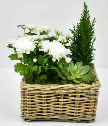 Basket of Plants Beauty