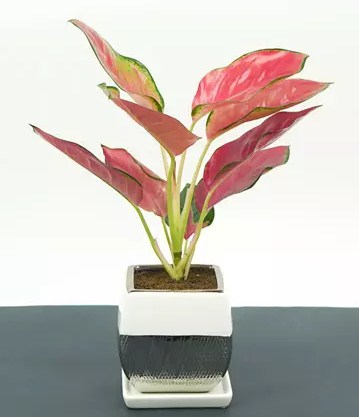 Beautiful Red Aglaonema Plant In Designer Square Pot