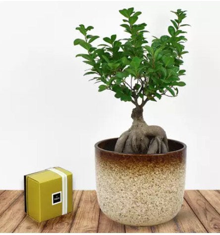 Bonsai Plant In Green Pot and Patchi Chocolates
