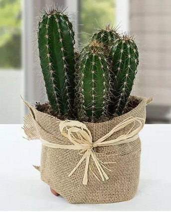Cactus Jute Wrapped Potted Plant