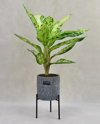 Dieffenbachia in Legged Planter
