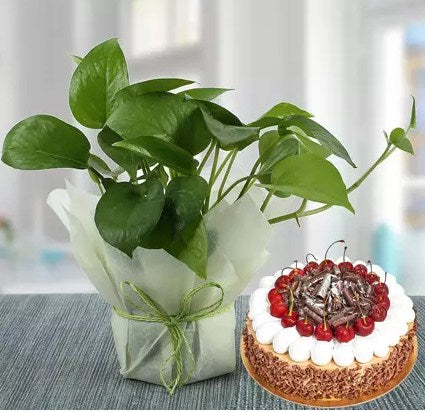 Money Plant and Blackforest Cake Combo