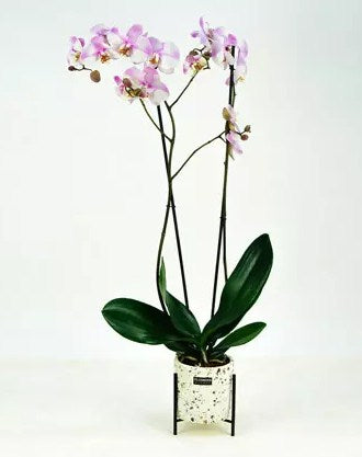 Pink Phalaenopsis Orchid Plant