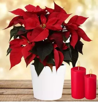 Poinsettia Plant With Candles