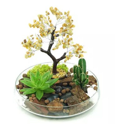 Potted Succulent & Cactus Under A Wishing Tree