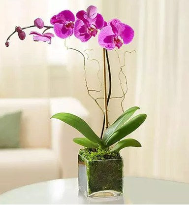 Purple Orchid Plant In Glass Vase