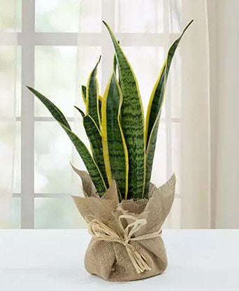Sanseveria Plant with Jute Wrapping Pot