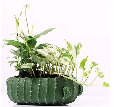 Spathiphyllum and Scindapsus In Designer Pot