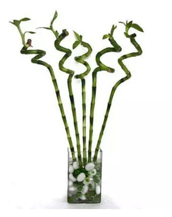 Spiral Bamboo