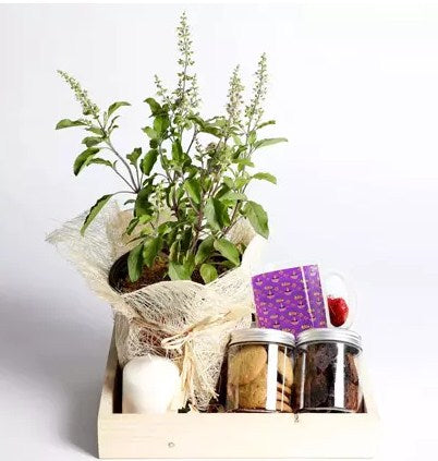 Sweet Diwali Hamper With Tulsi