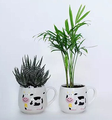 Two Indoor Plants in Mug Shaped Pot