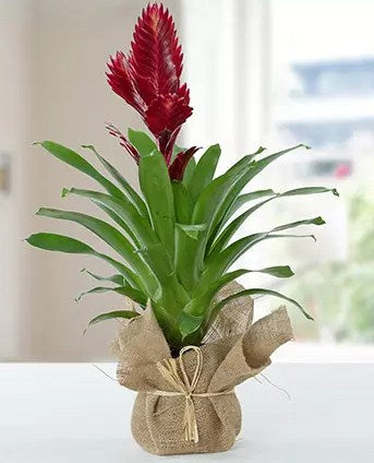 Vriesea Christiane Jute Wrapped Potted Plant