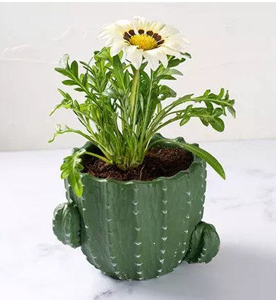 White Daisy Flower Plant in Green Pot