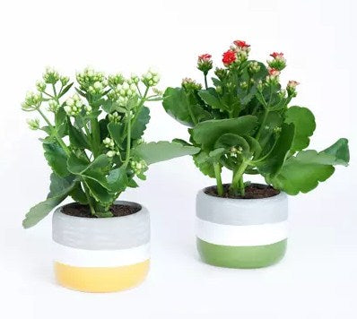 White and Red Kalanchoe Plants