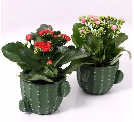 2 Kalanchoe Plants In Cactus Design Pots