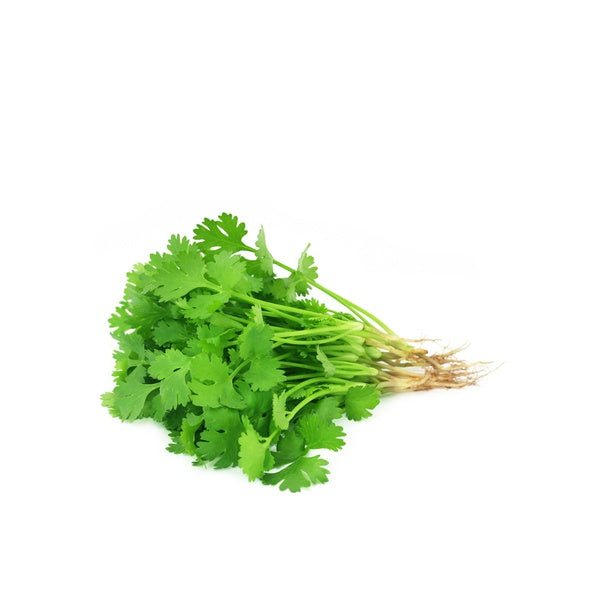 Coriander pot UAE