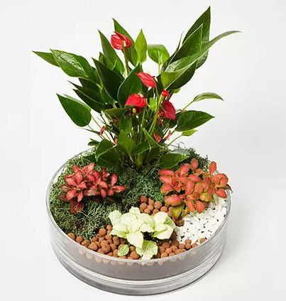 3 Fittonia & 1 Anthurium Plant In Platter Shape Planter