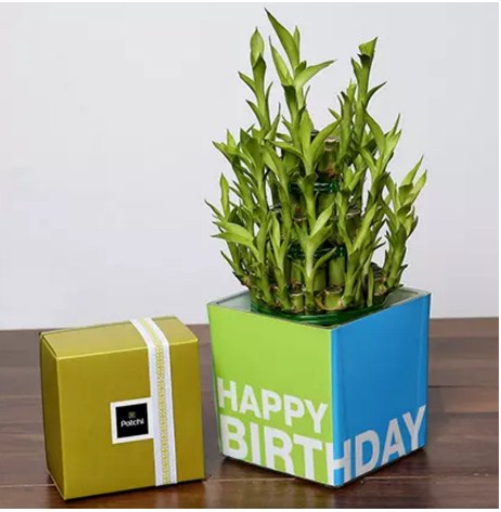 3 Layer Bamboo Plant and Patchi Chocolates For Birthday