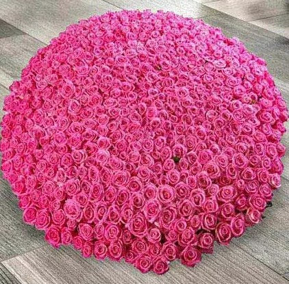 500 Dark Pink Roses Arrangement