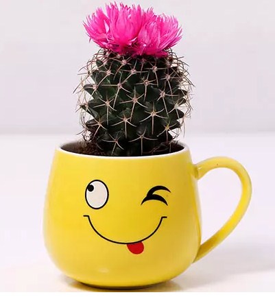 Cactus Plant in Wink Mug