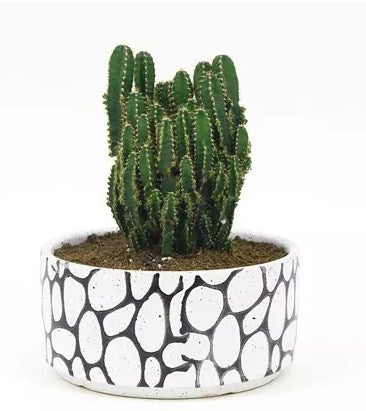 Cactus in Designer Vase