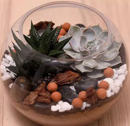 Decorative Succulents In Fish Bowl