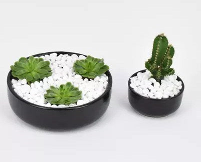 Echeveria & Cactus Plant Combo