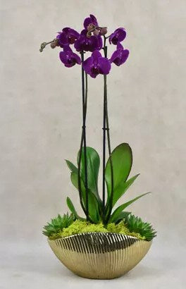 Orchid Beauty Celebration