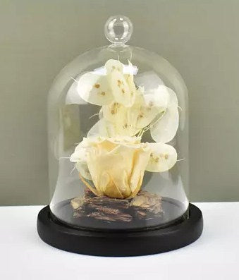 Peach Forever Rose In Glass Dome