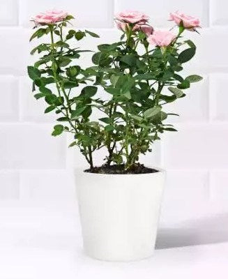 Pink Rose Plant in a Pot