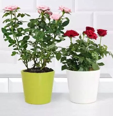 Pink and Red Rose Plant