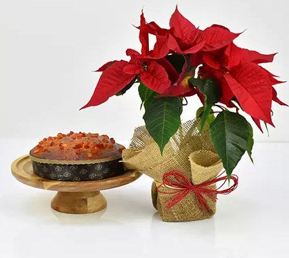 Poinsettia Plant with Plum Cake