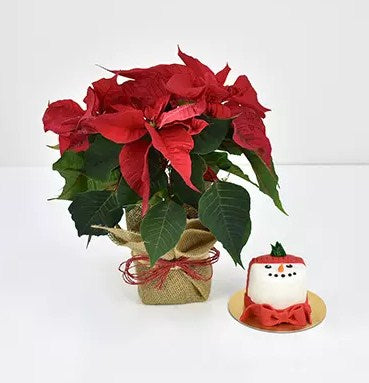 Poinsettia Plant with Snowman Mono Cake