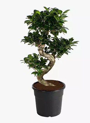 S Shaped Ficus Plant 80cm