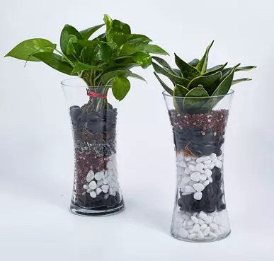 Sanseveria and Money Plant in Tall Vase