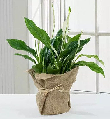 Spathiphyllum Jute Wrapped Potted Plant