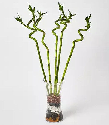 Spiral Shaped Lucky Bamboo Plant In Glass Vase