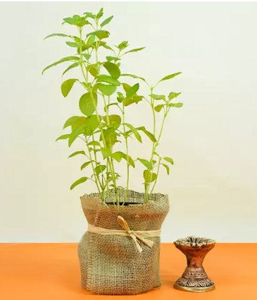 Standing Diya and Tulsi Plant Combo