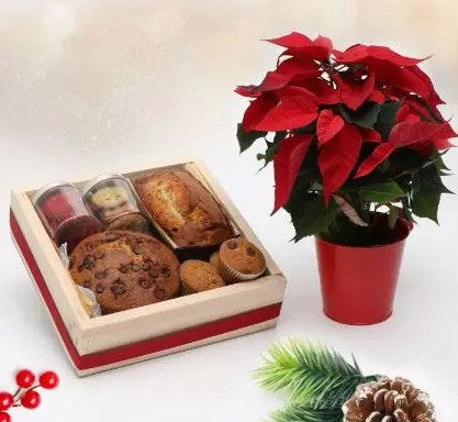 Treats & Poinsettia Plant Combo