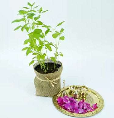 Tulsi Plant and Pooja Thali